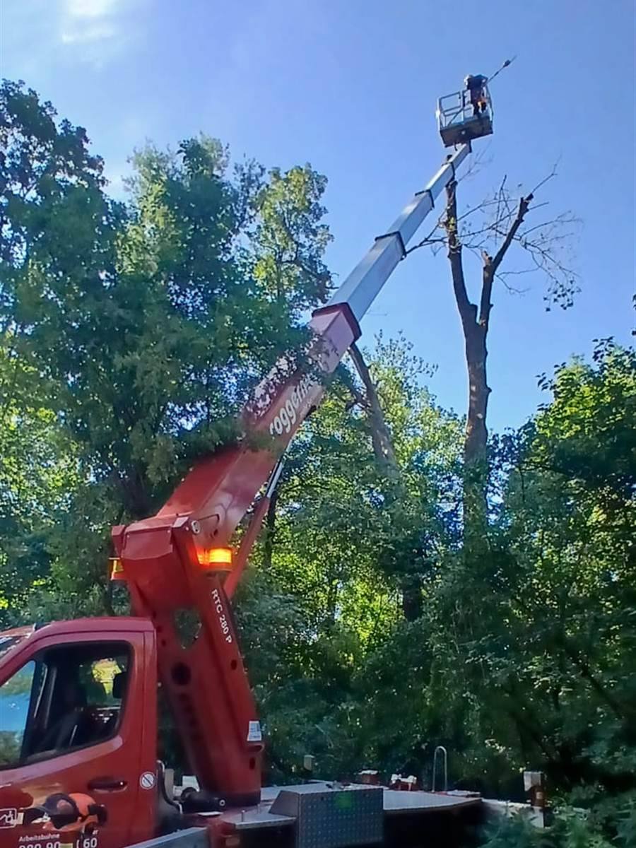 Arbeitsbühne mit Arbeitskorb an einem abgestorbenen Baum, Ausleger und Fahrzeug im Vordergrund