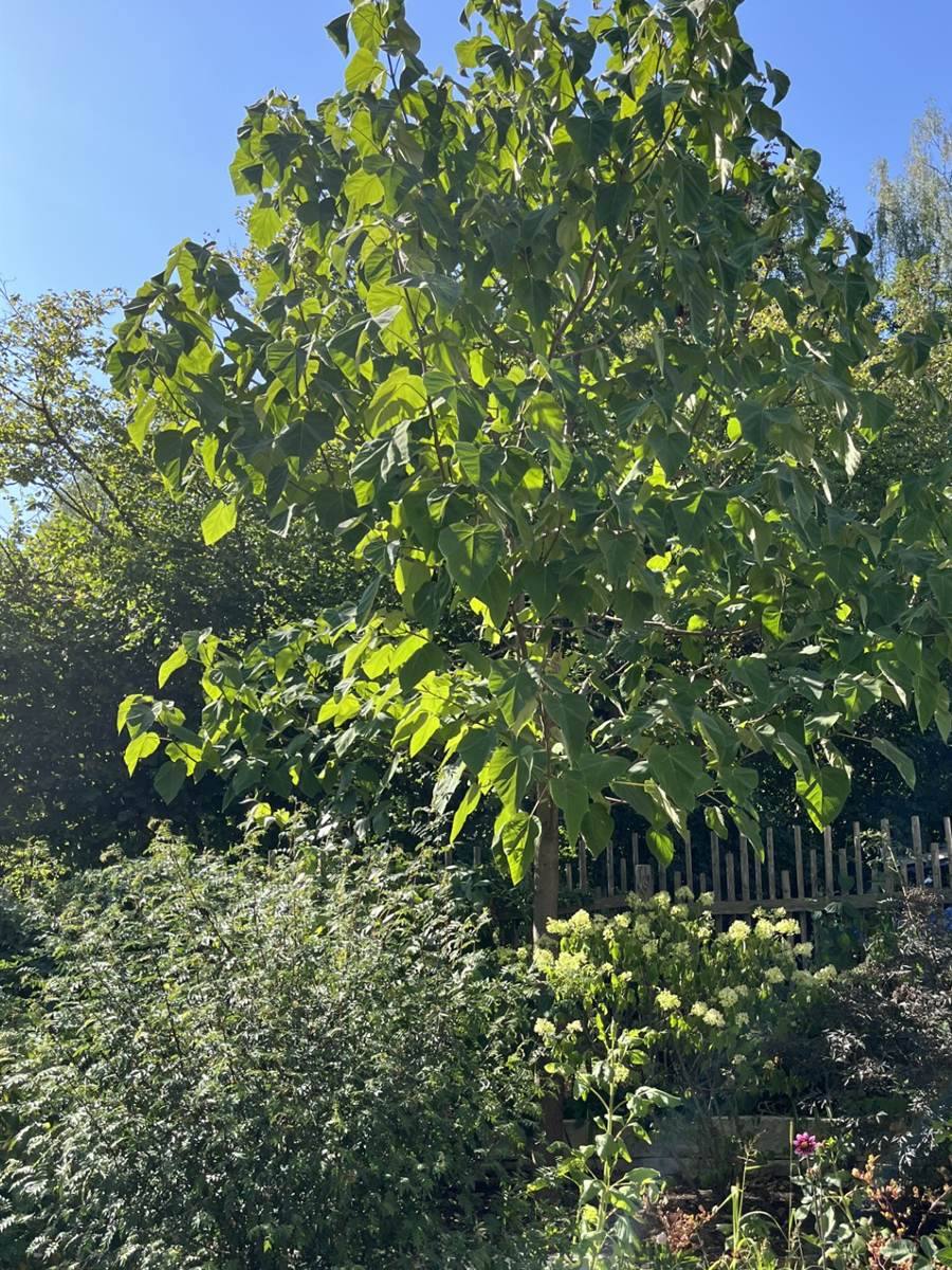 Terrassierter Hang mit Natursteinstufen, dicht bepflanzt, darüber ein großblättriger Baum